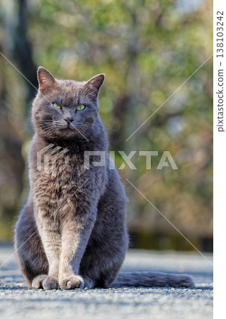 一隻灰色混種貓坐著，呈垂直構圖。 138103242
