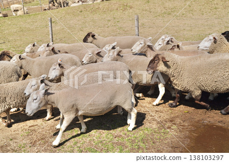 A large number of sheep and sheepdogs migrating in the pasture. A large number of sheep and sheepdogs migrating in the pasture. 138103297
