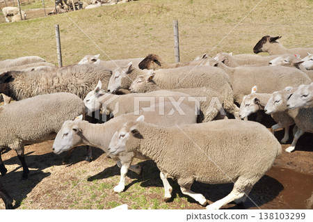 A large number of sheep and sheepdogs migrating in the pasture. A large number of sheep and sheepdogs migrating in the pasture. 138103299