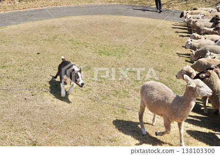 A large number of sheep and sheepdogs migrating in the pasture. A large number of sheep and sheepdogs migrating in the pasture. 138103300