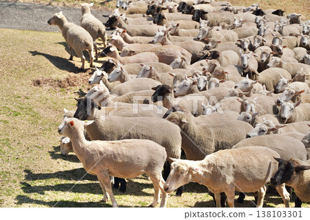 A large number of sheep and sheepdogs migrating in the pasture. A large number of sheep and sheepdogs migrating in the pasture. 138103301