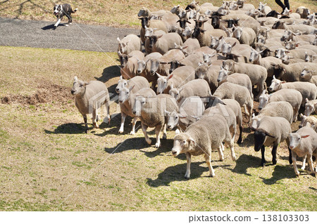 A large number of sheep and sheepdogs migrating in the pasture. A large number of sheep and sheepdogs migrating in the pasture. 138103303