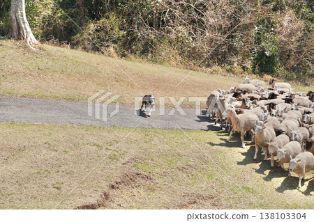 A large number of sheep and sheepdogs migrating in the pasture. 138103304