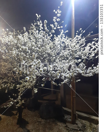 White cherry blossoms in full bloom, shining brightly in the sunlight. White cherry blossoms in full bloom, shining brightly in the sunlight. 138103351
