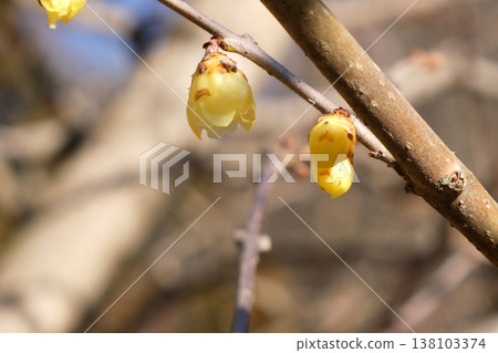 冬青花在早春盛開,花瓣芬芳,形狀似蠟質。 冬青花在早春盛開,花瓣芬芳,形狀似蠟質。 138103374