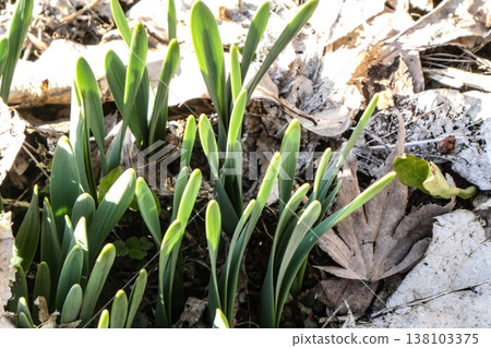 Daffodils, with their cute sprouts emerging from the ground where the snow has melted and piercing through the fallen leaves, are a joy of spring. Daffodils, with their cute sprouts emerging from the ground where the snow has melted and piercing through the fallen leaves, are a joy of spring. 138103375