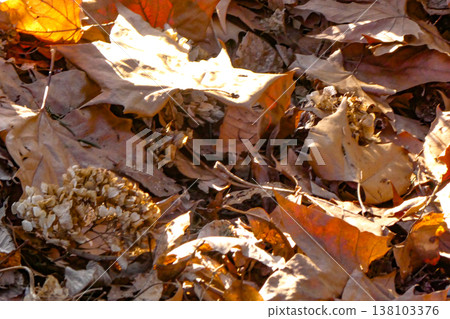 The fallen leaves from last year, discolored by the melting snow, reveal themselves on the ground in early spring. The fallen leaves from last year, discolored by the melting snow, reveal themselves on the ground in early spring. 138103376
