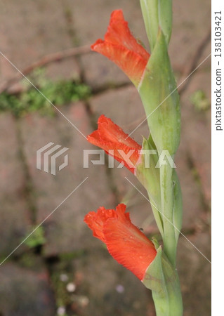 Gladiolus flower plant on farm for harvest Gladiolus flower plant on farm for harvest 138103421