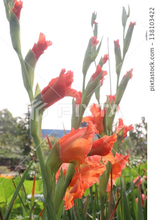 Gladiolus flower plant on farm for harvest 138103422