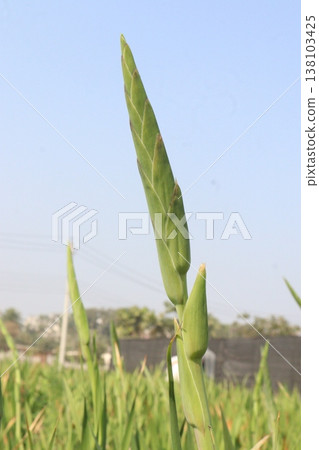 Gladiolus flower plant on farm for harvest Gladiolus flower plant on farm for harvest 138103425