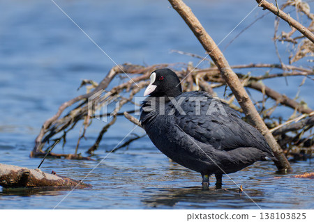 Coot standing on the water 138103825