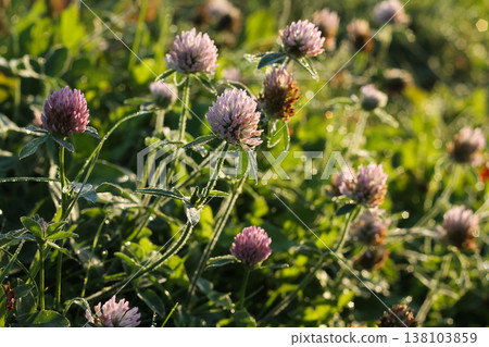 Late Summer Red Clover Covered In Morning Dew Late Summer Red Clover Covered In Morning Dew 138103859