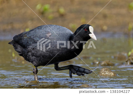 A coot walking along the riverbank 138104227