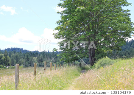 Bigleaf Maple In A Field By A Fence Bigleaf Maple In A Field By A Fence 138104379