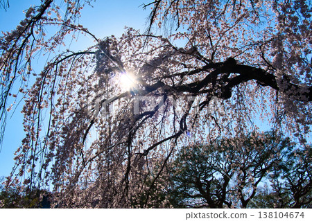 Weeping cherry blossoms in full bloom at Nakain Temple, Kawagoe City, Saitama Prefecture Weeping cherry blossoms in full bloom at Nakain Temple, Kawagoe City, Saitama Prefecture 138104674