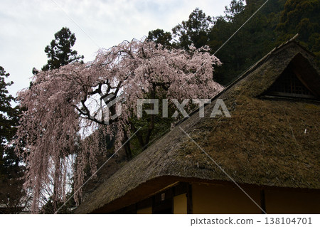 埼玉縣日高市駒神社、駒家宅邸及盛開的垂枝櫻花 138104701