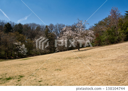 埼玉縣滑川町，國立武藏丘陵森林公園，溪流廣場後方的草坪和盛開的玉蘭樹 138104744
