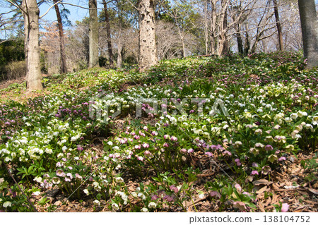 A field of Christmas roses in full bloom at Musashi Kyuryo National Forest Park, Namegawa Town, Saitama Prefecture. A field of Christmas roses in full bloom at Musashi Kyuryo National Forest Park, Namegawa Town, Saitama Prefecture. 138104752