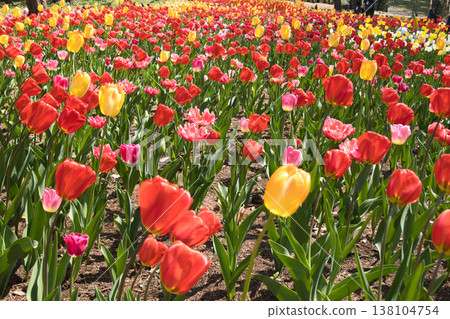 A field of tulips in full bloom at Musashi Kyuryo National Forest Park, in the park's garden and orchard, Namegawa Town, Saitama Prefecture. A field of tulips in full bloom at Musashi Kyuryo National Forest Park, in the park's garden and orchard, Namegawa Town, Saitama Prefecture. 138104754