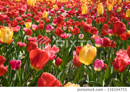 A field of tulips in full bloom at Musashi Kyuryo National Forest Park, in the park's garden and orchard, Namegawa Town, Saitama Prefecture. A field of tulips in full bloom at Musashi Kyuryo National Forest Park, in the park's garden and orchard, Namegawa Town, Saitama Prefecture. 138104755