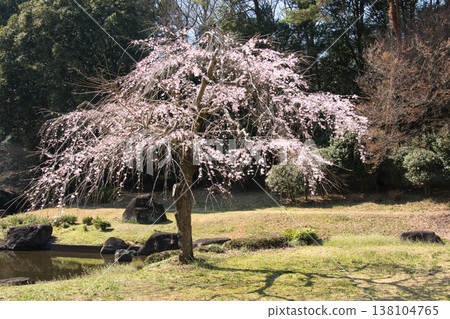 埼玉縣滑川町武藏九陵國立森林公園日式庭園中，垂枝櫻花盛開。 138104765