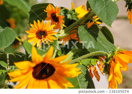 Grandma's Bright Yellow Sunflowers In August 138105074