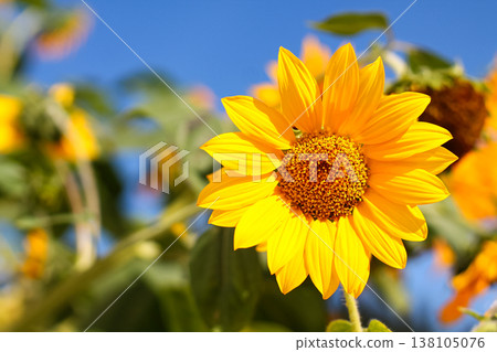 Grandma's Bright Yellow Sunflowers In August Grandma's Bright Yellow Sunflowers In August 138105076