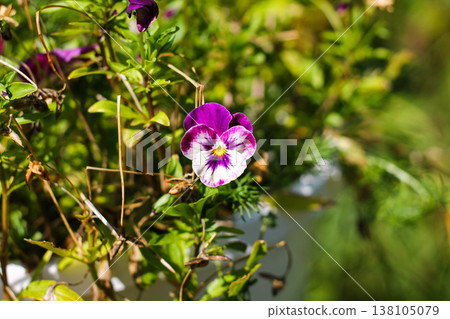 Grandma's Garden Pansies In Late Summer Grandma's Garden Pansies In Late Summer 138105079