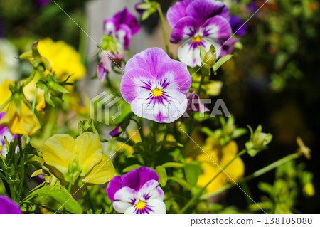 Grandma's Garden Pansies In Late Summer Grandma's Garden Pansies In Late Summer 138105080