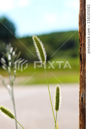 Green Foxtail Bristlegrass On A Country Roadside Green Foxtail Bristlegrass On A Country Roadside 138105081