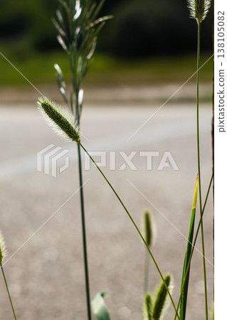 Green Foxtail Bristlegrass On A Country Roadside 138105082