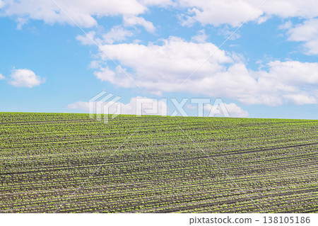 Hokkaido in summer: Vast farmlands (image) 138105186