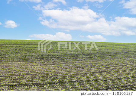 Hokkaido in summer: Vast farmlands (image) 138105187