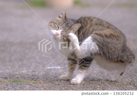 Cat Cat 138105232