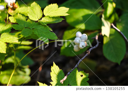 Poisonous Red Baneberry With White Berries Poisonous Red Baneberry With White Berries 138105255