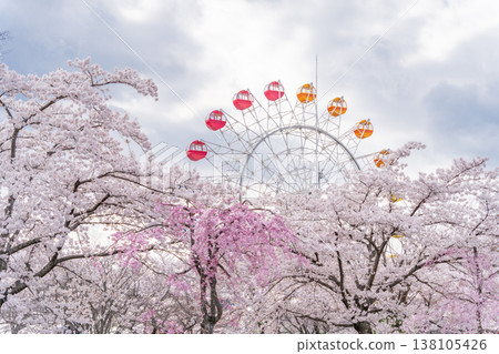 Spring scenery at Hachinohe Park and Children's Land in Aomori Prefecture, Hachinohe City Spring scenery at Hachinohe Park and Children's Land in Aomori Prefecture, Hachinohe City 138105426