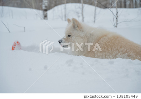A Samoyed dog plays with a puller on a winter walk. A Samoyed dog plays with a puller on a winter walk. 138105449