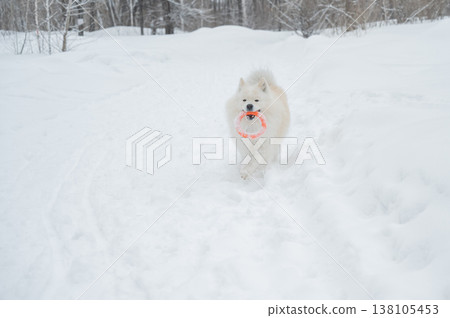 A Samoyed dog plays with a puller on a winter walk. 138105453