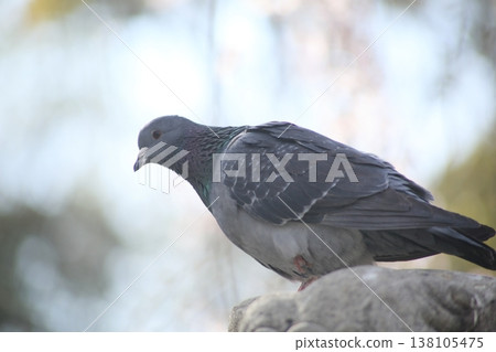 Sharp pigeon with sharp eyes 138105475