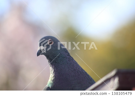 Dove with a dignified face Dove with a dignified face 138105479