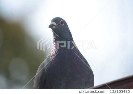 Dignified pigeon Dignified pigeon 138105480