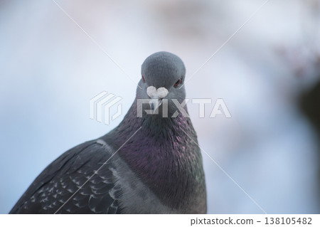 Front view of a pigeon Front view of a pigeon 138105482