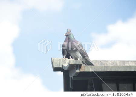 Pigeons stand out against the blue sky. 138105484