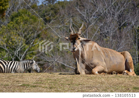 Eland 138105513