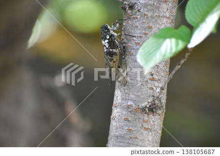 Cicadas, a symbol of summer. Cicadas, a symbol of summer. 138105687