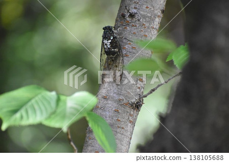 Cicadas, a symbol of summer. Cicadas, a symbol of summer. 138105688