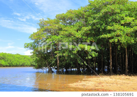 Mangrove forest along the Miyara River, Ishigaki Island, Okinawa Prefecture Mangrove forest along the Miyara River, Ishigaki Island, Okinawa Prefecture 138105691