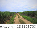 Sugarcane field, Ishigaki Island, Okinawa Prefecture 138105703