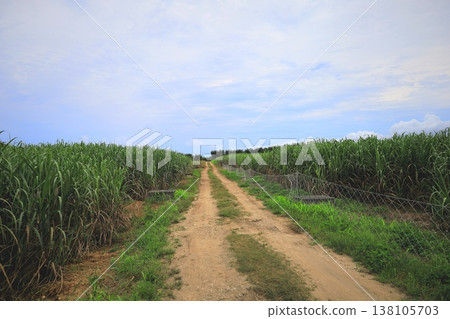 沖繩縣石垣島的甘蔗田 沖繩縣石垣島的甘蔗田 138105703