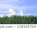 Sugarcane field, Ishigaki Island, Okinawa Prefecture 138105704